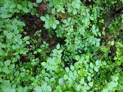 IMG_20250711_094110